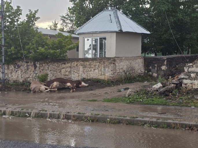 Elektrik akıma kapılan iki hayvan telef oldu