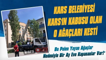 Kars Belediyesi Kars'ın Kabusu Olan O Ağaçları Kesti