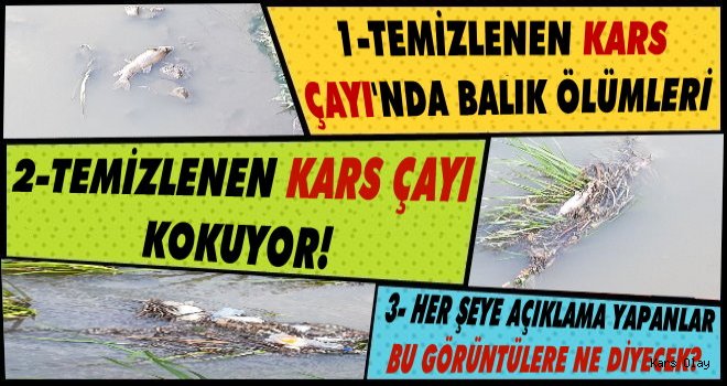 Kars Çayında Balık Ölümleri Görüntüsü