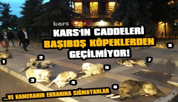 Kars'ın Caddeleri Başıboş Köpeklerden Geçilmiyor!