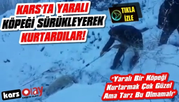 Kars'ta Yaralı Köpeği Sürükleyerek Kurtardılar!