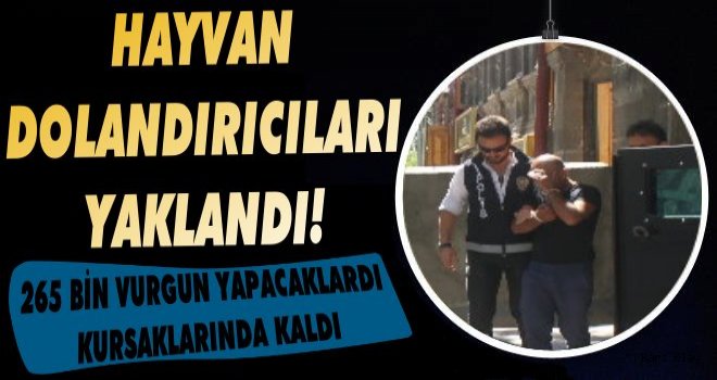 Kars'ta Hayvan Dolandırıcıları Yakalandı