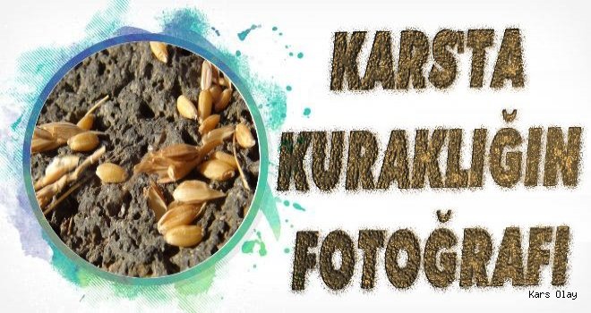 Kars'ta Buğday Hasadında Yüzde 75'lik Düşüş! 