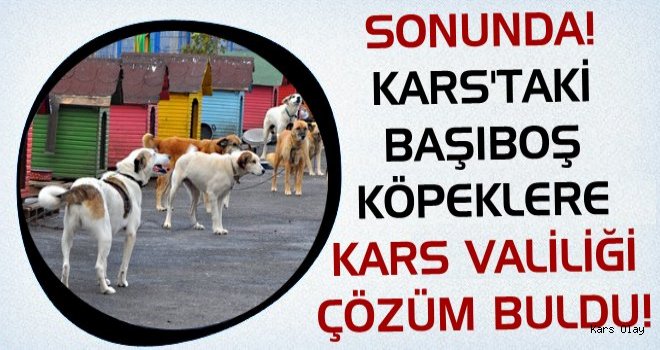 Kars'taki Başıboş Köpeklere Valilik Çözüm Buldu